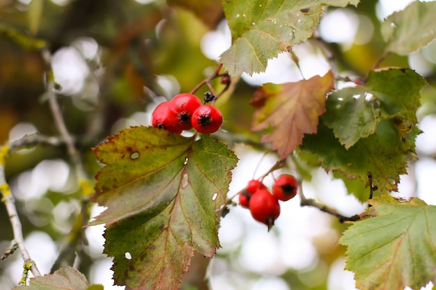 Фото Спелые красные ягоды растения crataegus laevigata. боярышник срединный, плоды майского цветка в осеннем парке.