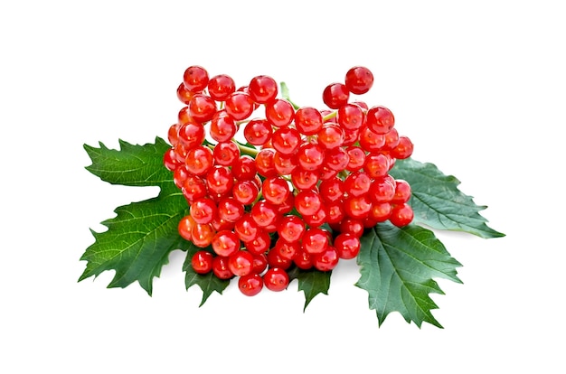 Ripe red berries of viburnum with green leaves isolated on white background