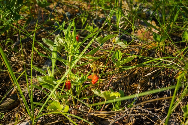 Ripe red berry of wild strawberry in the forest background.