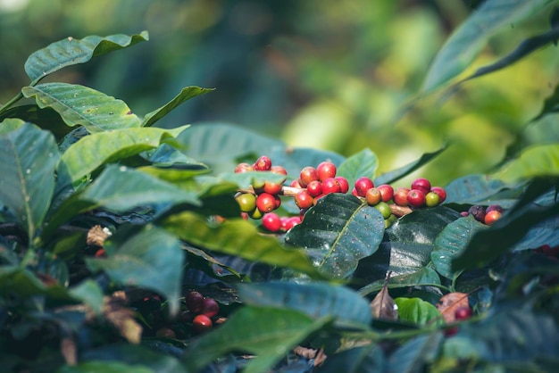 熟した赤いコーヒー豆の果実植物緑のエコ有機農場での新鮮な種子のコーヒーの木の成長コーヒーガーデンのための赤い熟した種子のロバスタアラビカベリーの収穫を閉じる新鮮なコーヒー豆の緑の葉の茂み