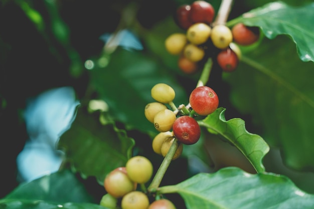 잘 익은 레드 커피 콩 베리 식물 신선한 씨앗 커피 나무 성장 녹색 에코 유기농 농장 붉은 익은 씨앗 로부스타 아라비카 열매 수확 커피 정원 커피 콩 나무 개념