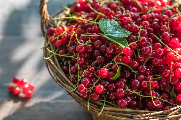 Ripe red currant berries in a bowl  on a rustic wooden background