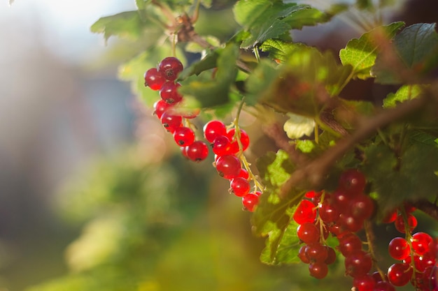 Ripe red currant berries on branch