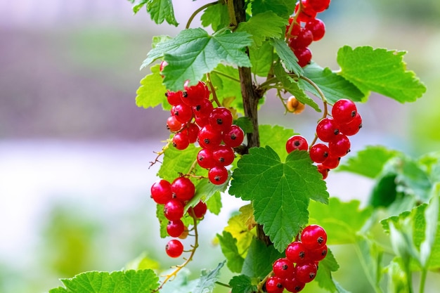 Ripe red currant berries in the garden on the bush