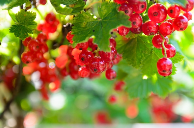 ripe red currant berries hang on the bushes