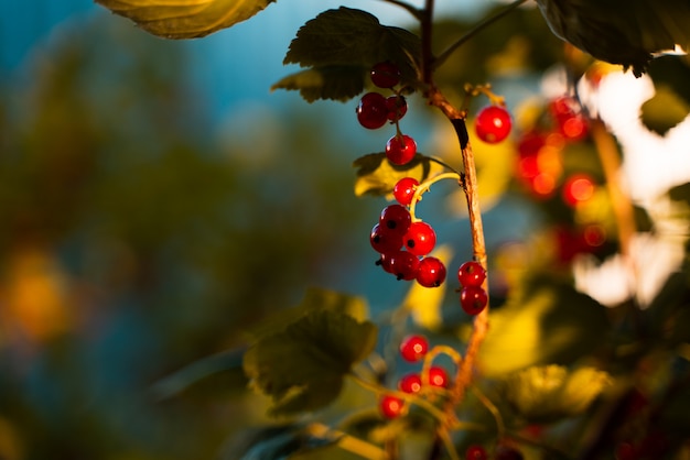 Ripe red currant berries hanging on branches in the evening sun