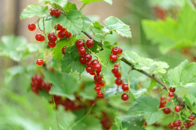 Ripe red currant berries ripen on a bush in a summer garden Organic bunch of vitamins with fresh green leaves Selective focus