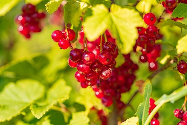 Ripe red currant hangs on the branch