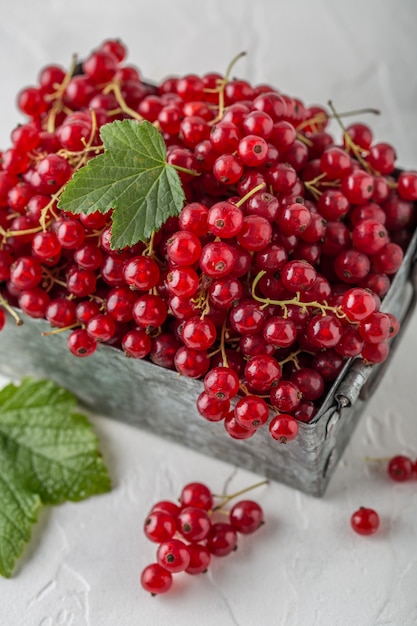 Ripe red currants close-up