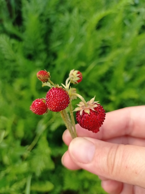 ripe, red, delicious, juicy, berries, strawberries, on twigs, in a woman's hand