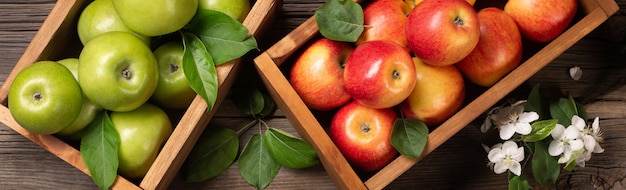 Ripe red and green apples in wooden box with branch of white\
flowers on a wooden table. top view panoramic.