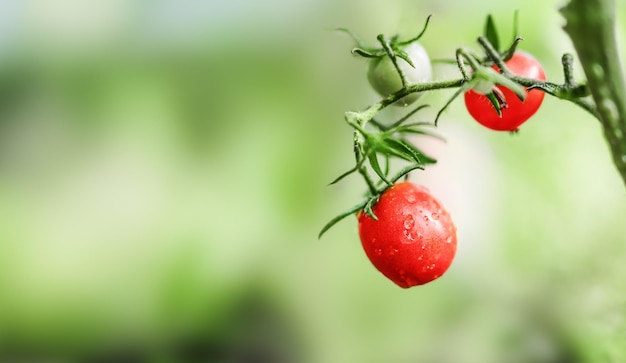 Спелые красные тепличные натуральные помидоры на ветке