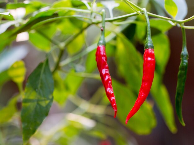 Ripe red hot chili peppers on a tree