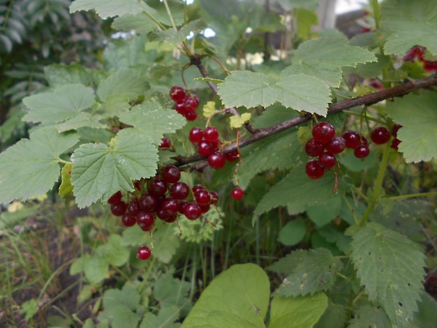 ripe red juicy berries on the bush plant in the garden gardening rural life healthy food