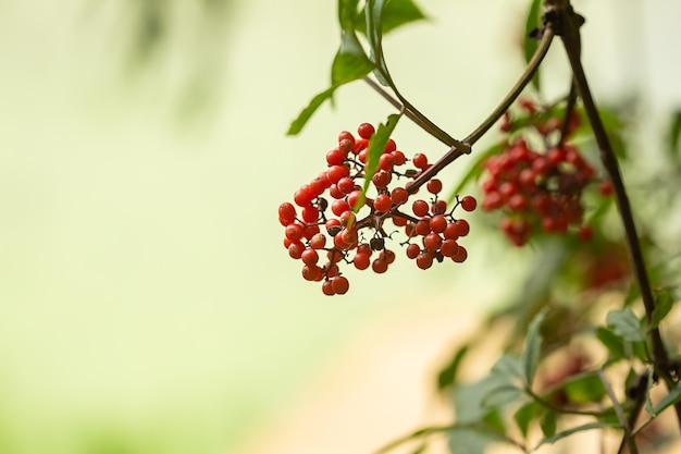 Ripe red-orange rowan berries close-up growing in clusters on the branches of a rowan tree on blurred green background