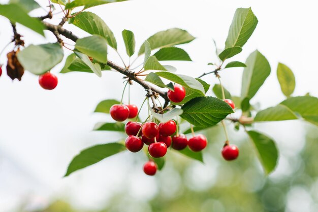 Ripe red organic cherry grows on a branch in the garden