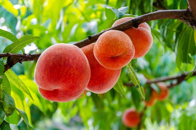 Ripe red peaches on a tree branch.