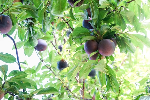 Ripe red purple plums in the plum garden Agriculture Harvesting background Ripe fruits in plantation