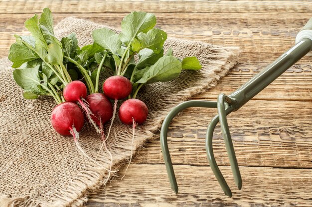 Ripe red radish on sackcloth with garden tools