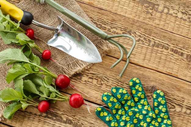 Ripe red radishes with garden tools on sackcloth