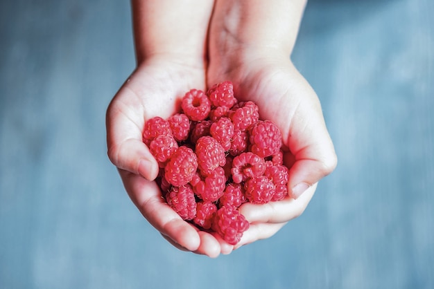 Ripe red raspberries in the little children's hands.

