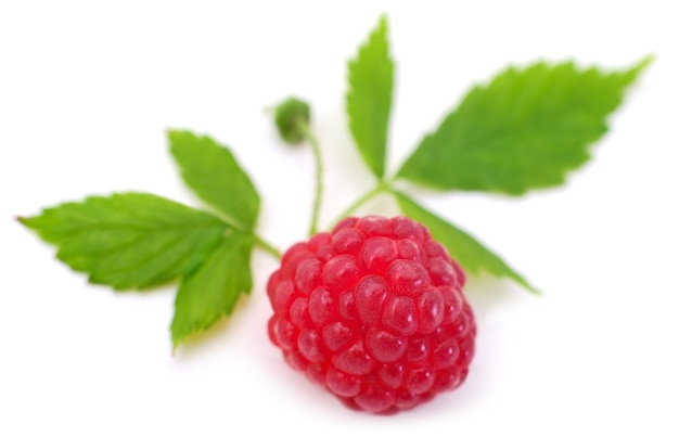 Ripe red raspberries