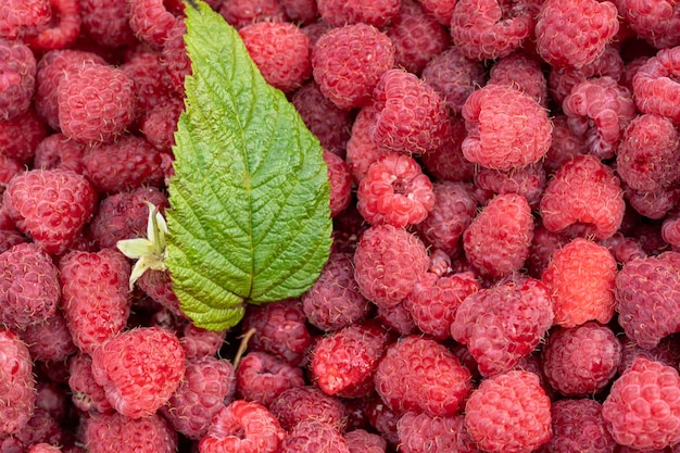 Ripe red raspberry background with green leaves