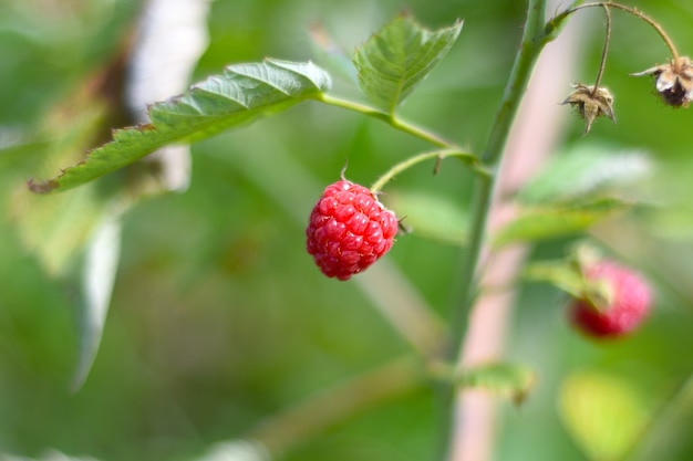 Ripe red raspberry growing in garden