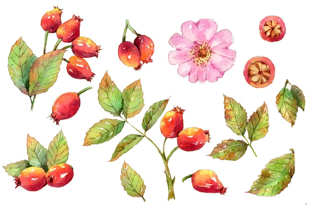 Ripe red rosehip painted in watercolor Summer mood perfect for packaging or postcard design