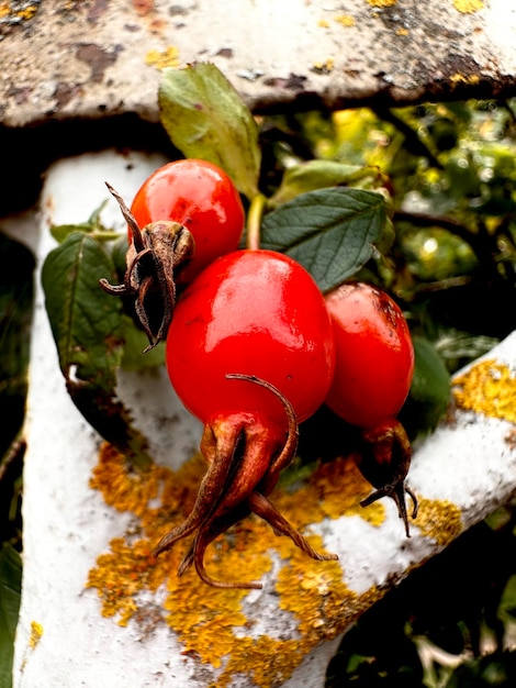 Photo ripe red rosehip