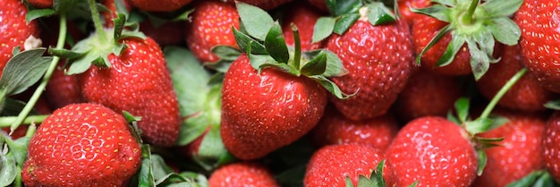 Ripe red strawberries with green leaves and bright yellow seeds closeup strawberry useful