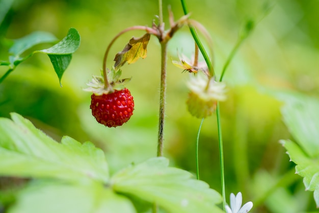 Ripe, red strawberries.