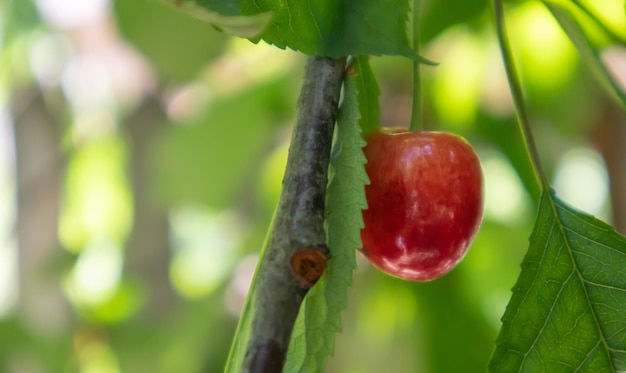 Ripe red and sweet cherry berries hanging from a tree branch before harvest in early summer. A tree with delicious and juicy dark red bird cherry fruits hanging from a tree branch.