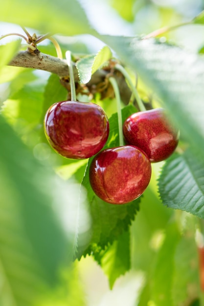 Ripe red sweet cherry on a branch