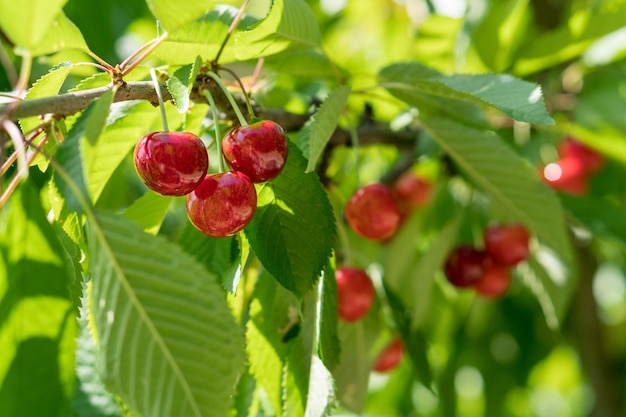 Ripe red sweet cherry on a branch