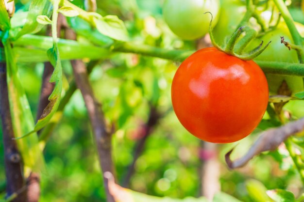 Ripe red tomato in organic garden