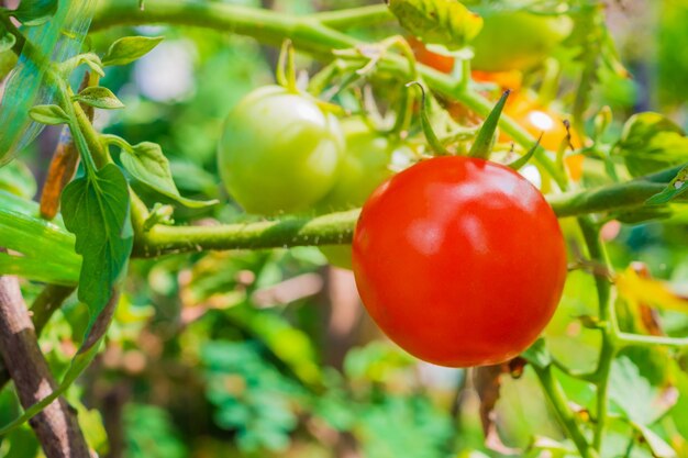 Ripe red tomato in organic garden