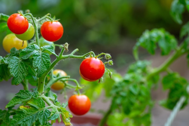 Pomodori rossi maturi appesi su un ramo in una fotografia macro di una giornata di sole estivo.