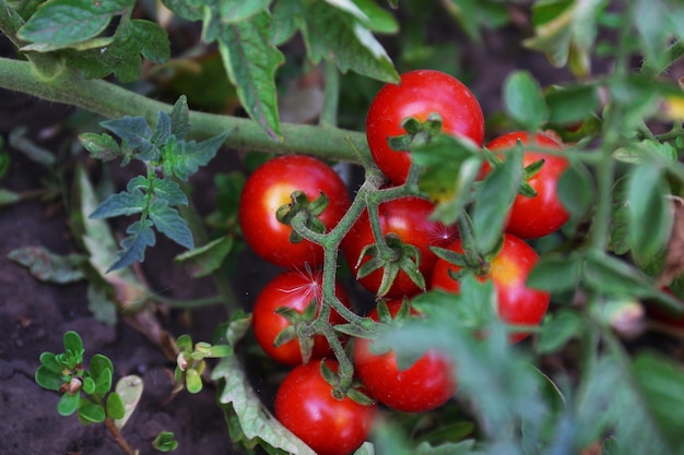 Спелые красные помидоры готовы собирать в саду на открытом воздухе крупным планом