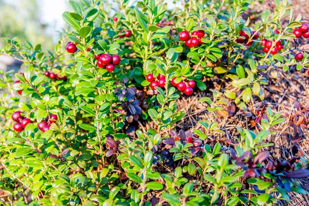 Photo ripe red whortleberry. yamal nadym arctic