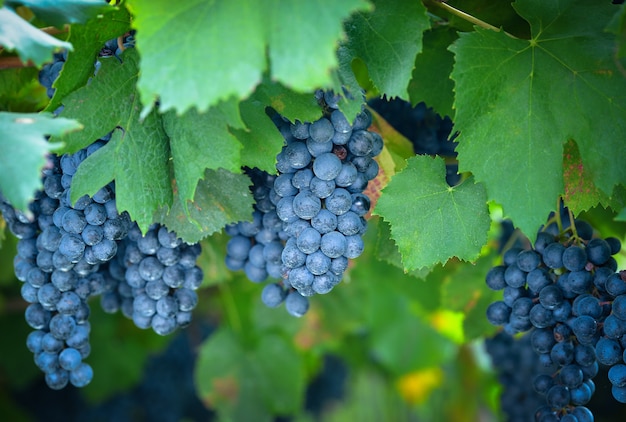 Ripe red wine grape ready to harvest Italy Trentino