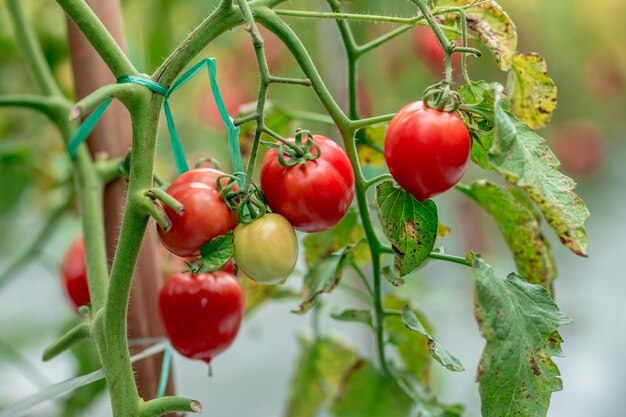 Ripe red yellow green tomatoes in the garden organic agriculture