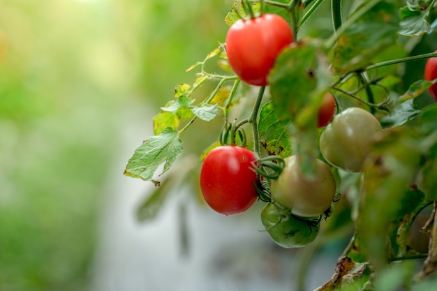 Pomodori verdi gialli rossi maturi nell'agricoltura organica del giardino