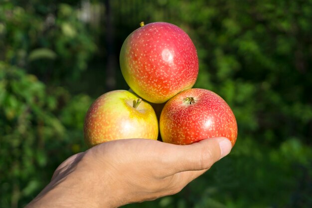 Ripe redyellow apples on palm of man hand on blurred natural green background