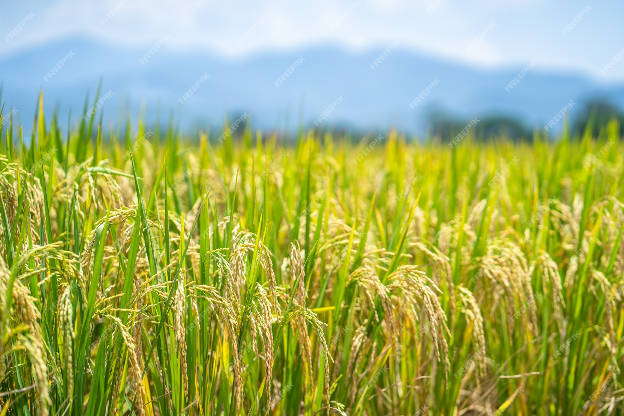 Premium Photo | Ripe rice paddy field for background