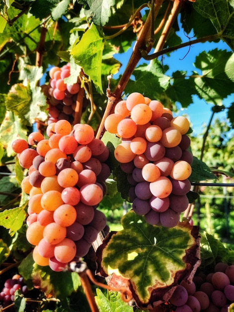 Ripe, rose grapes