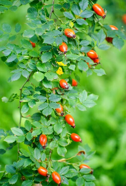 Ripe rose hips on a bush in an autumn day selective focus