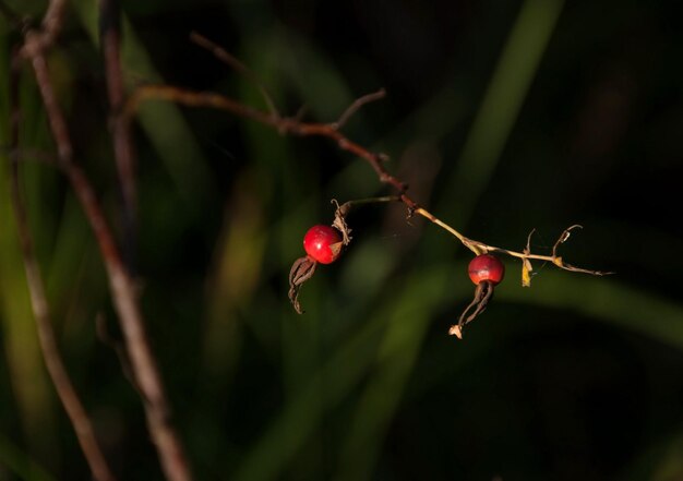 Ripe rosehip fruit on a summer day Moscow region Russia