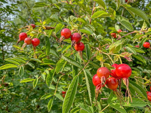 Ripe rosehips on the branches of a bush in the garden