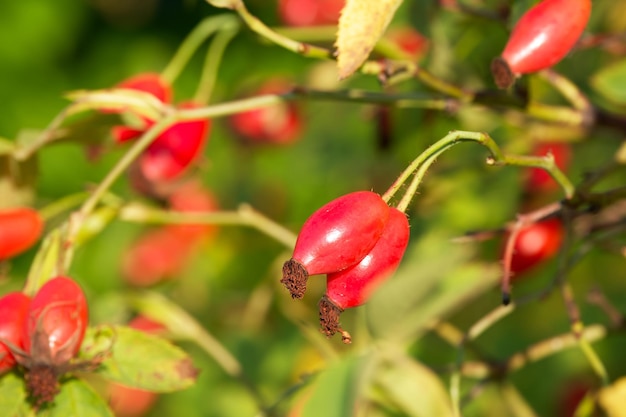 ripe rosehips on a bush